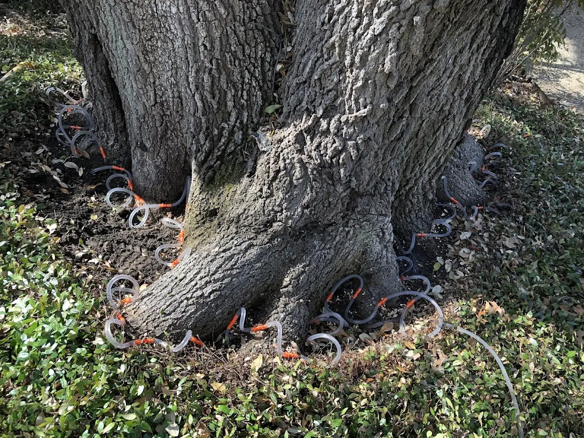 Detailed Tree Cabling and Bracing job site in Edwardsville