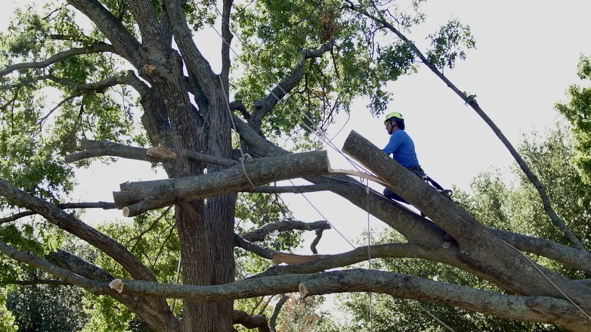 Professional Hazardous Tree Removal performed by certified arborists in Edwardsville