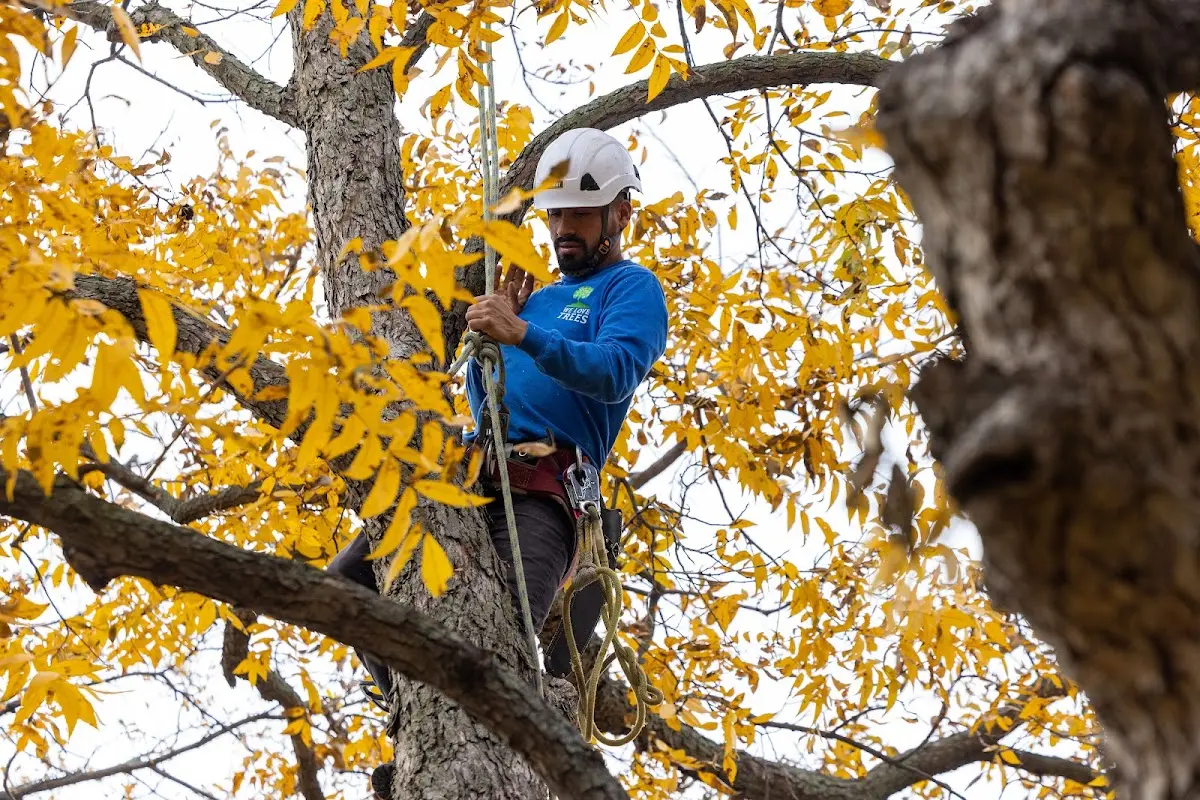 Skilled Tree Planting crew working in Edwardsville